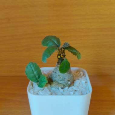 Dorstenia foetida
