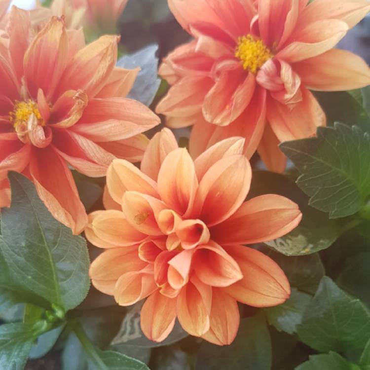 Plant image Dahlia 'Classic Masquerade'
