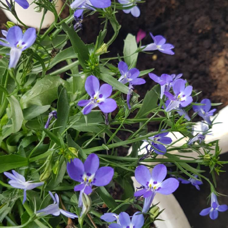 Plant image Lobelia erinus 'Bella Aqua'