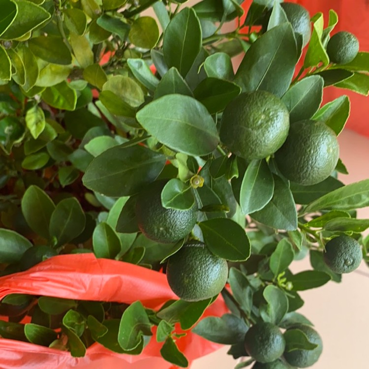 Plant image Citrus