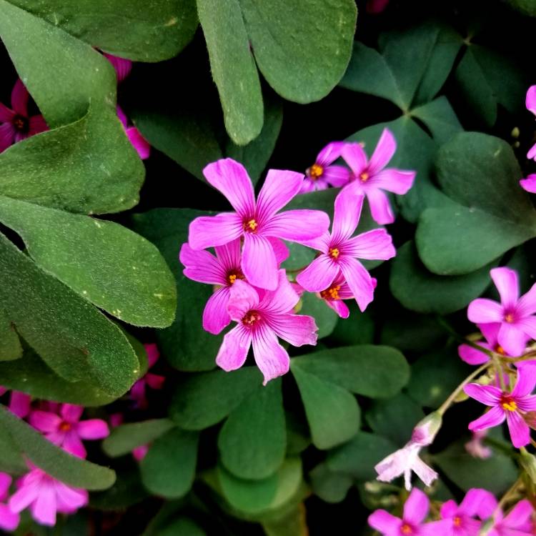 Plant image Oxalis articulata 'Festival'