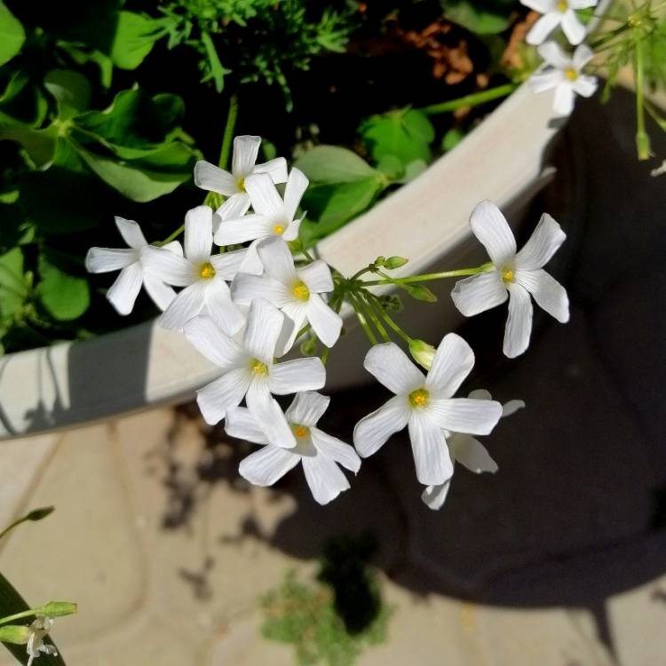 Plant image Oxalis articulata 'Alba'