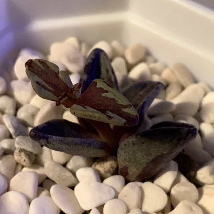 Plant image Lenophyllum guttatum variegata