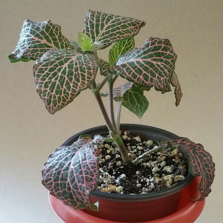 Plant image Fittonia Argyroneura 'Red Vein'