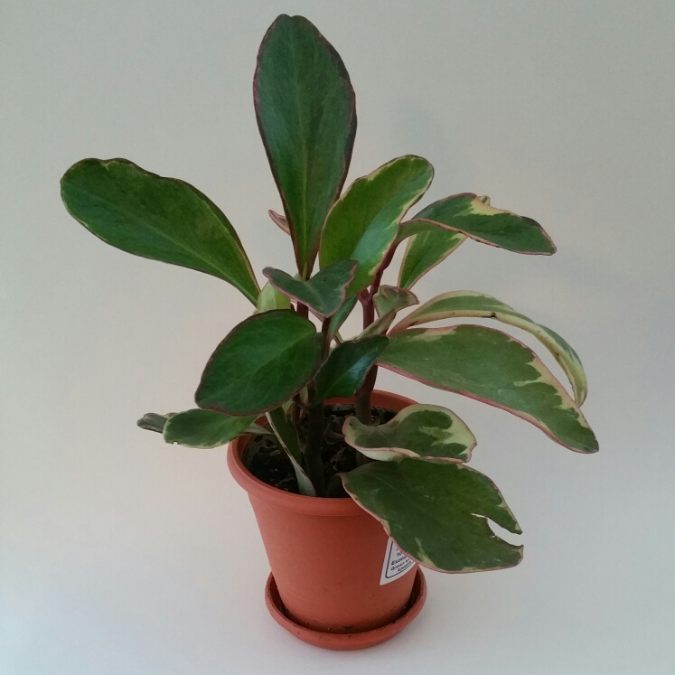 Peperomia clusiifolia 'Jellie', Variagated 'Red Edge' Peperomia ...