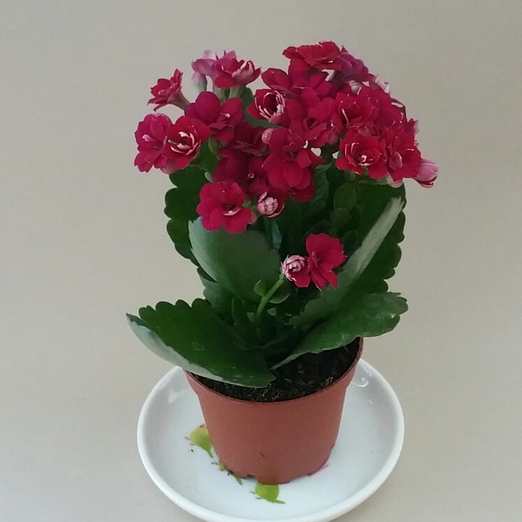 Plant image Kalanchoe blossfeldiana Pink Queen