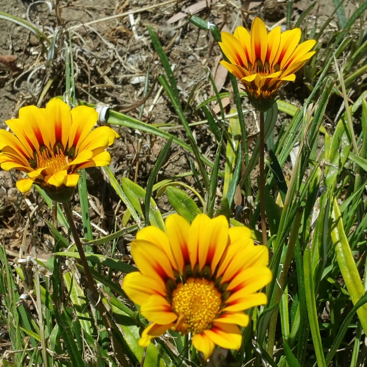 Plant image Gazania 'Daybreak Red Striped'