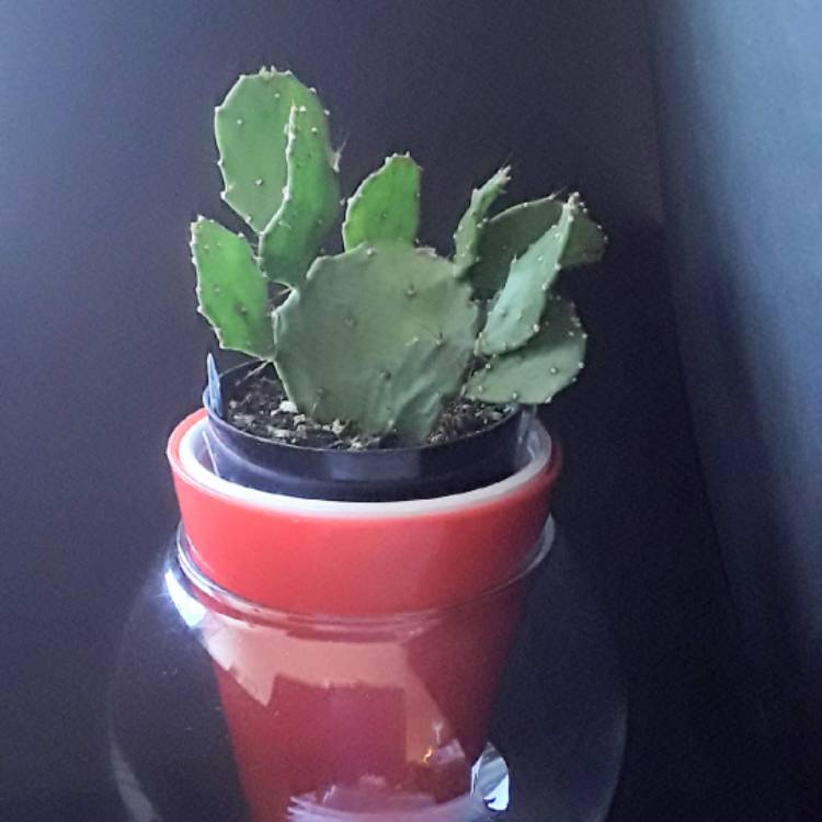 Plant image Opuntia Argentina