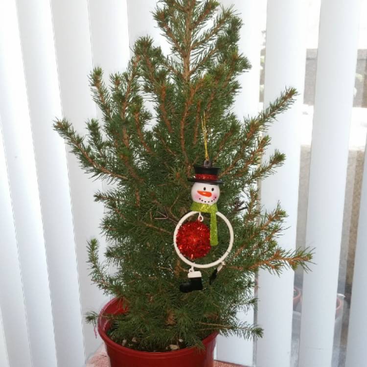 Plant image Picea glauca 'Christmas Star'