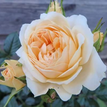 Plant image Rosa 'The Birthday Rose'