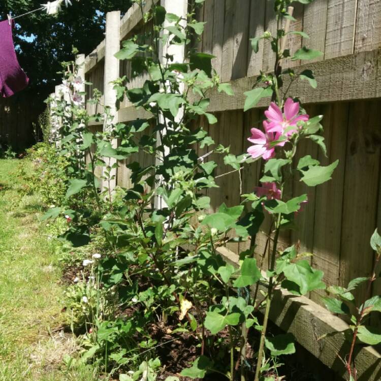 Plant image Cistus x lenis 'Grayswood Pink'