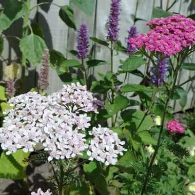 Andy's garden