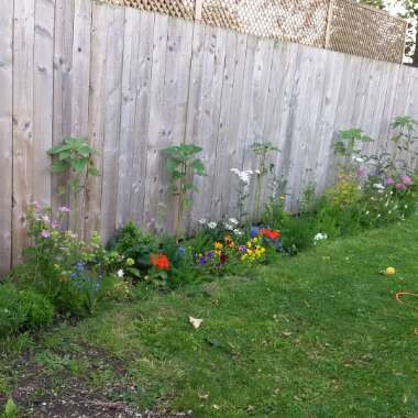Andy's garden