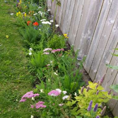 Andy's garden