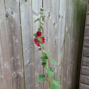 Hollyhock