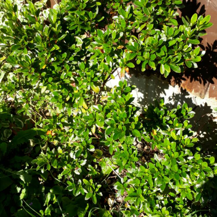 plant image 493322