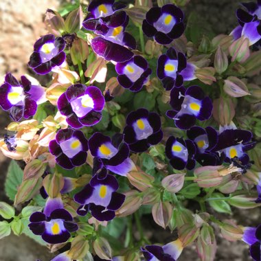 Torenia fournieri