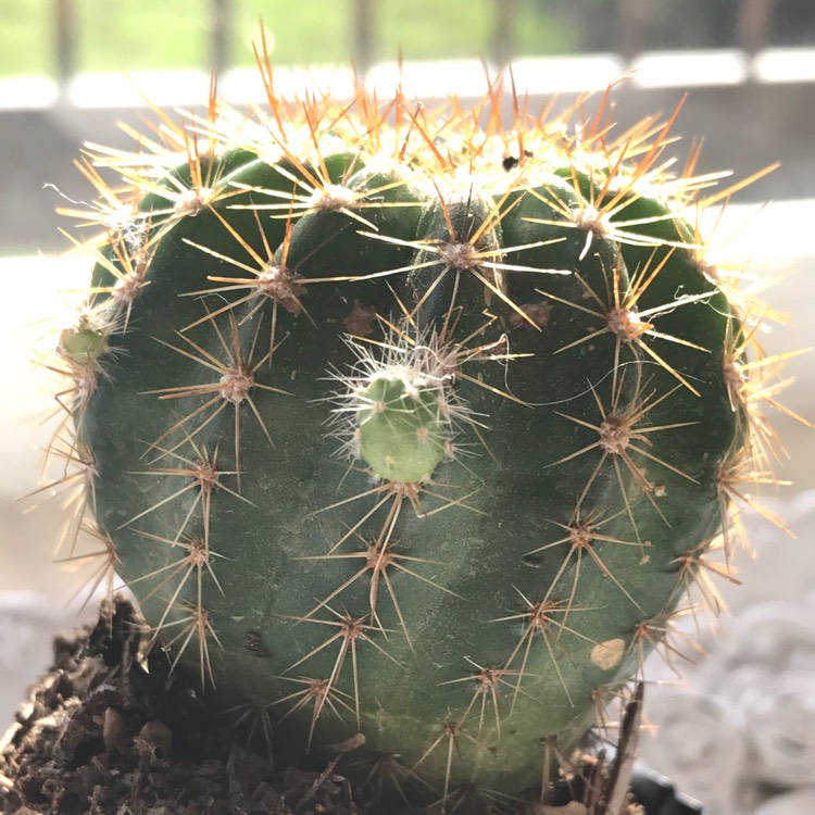 Plant image Mammillaria elongata 'Copper King'