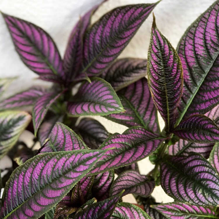 plant image 477338