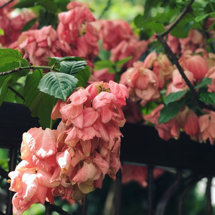 Plant image Mussaenda