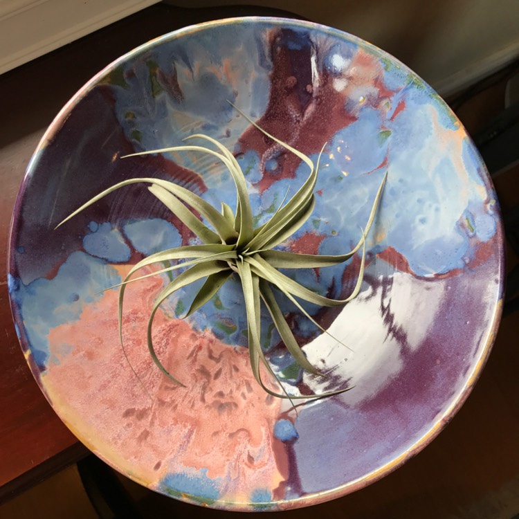 Plant image Tillandsia chiapensis