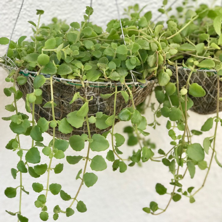 plant image 513805