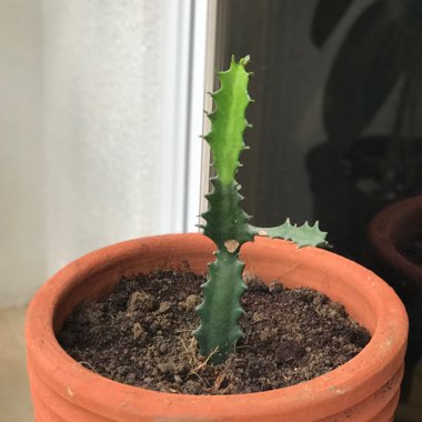 Euphorbia Lactea