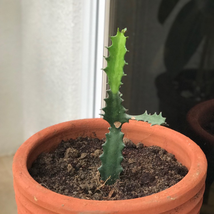 Plant image Euphorbia Lactea