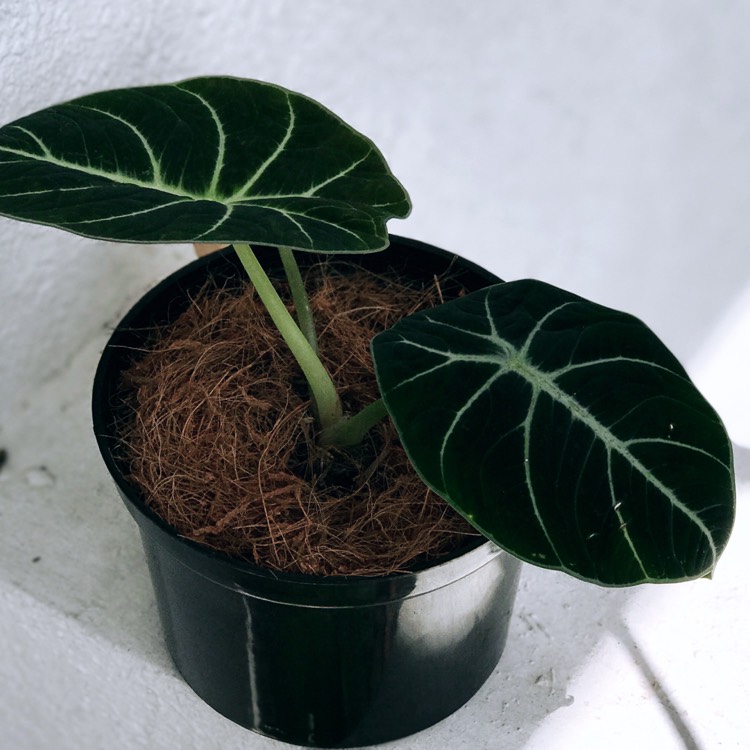 plant image 533869