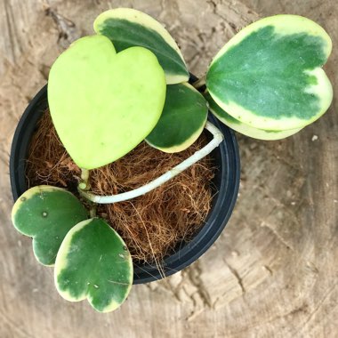 Hoya kerrii 'Albomarginata'