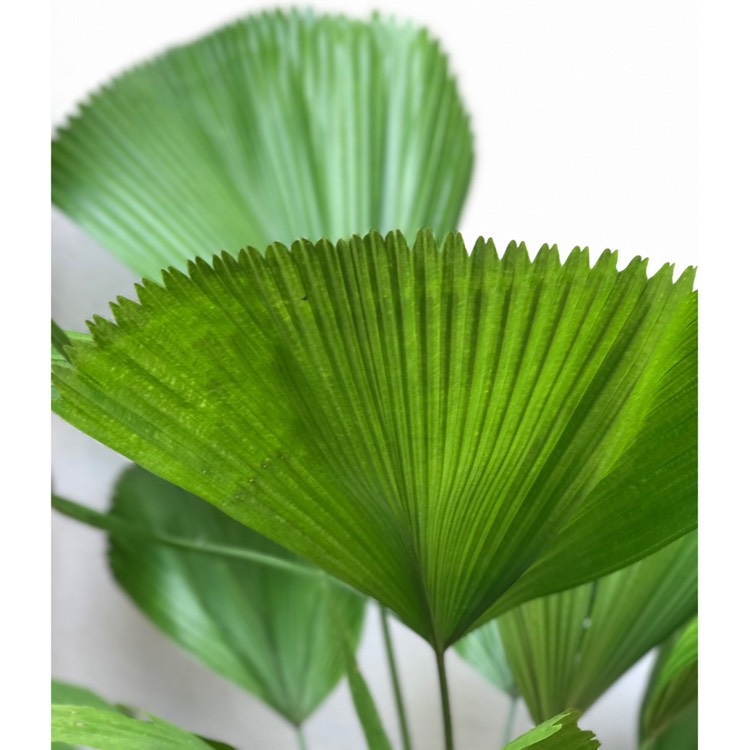 Plant image Licuala grandis