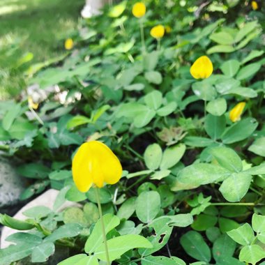 Arachis pintoi