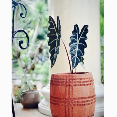 Alocasia x amazonica