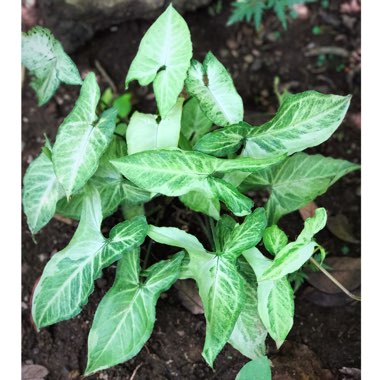 Syngonium podophyllum 'White Butterfly'