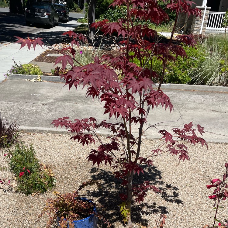 Plant image Acer Rubrum 'Autumn Flame'