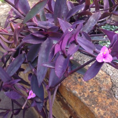 Purple-Heart Spiderwort 'Purpurea'