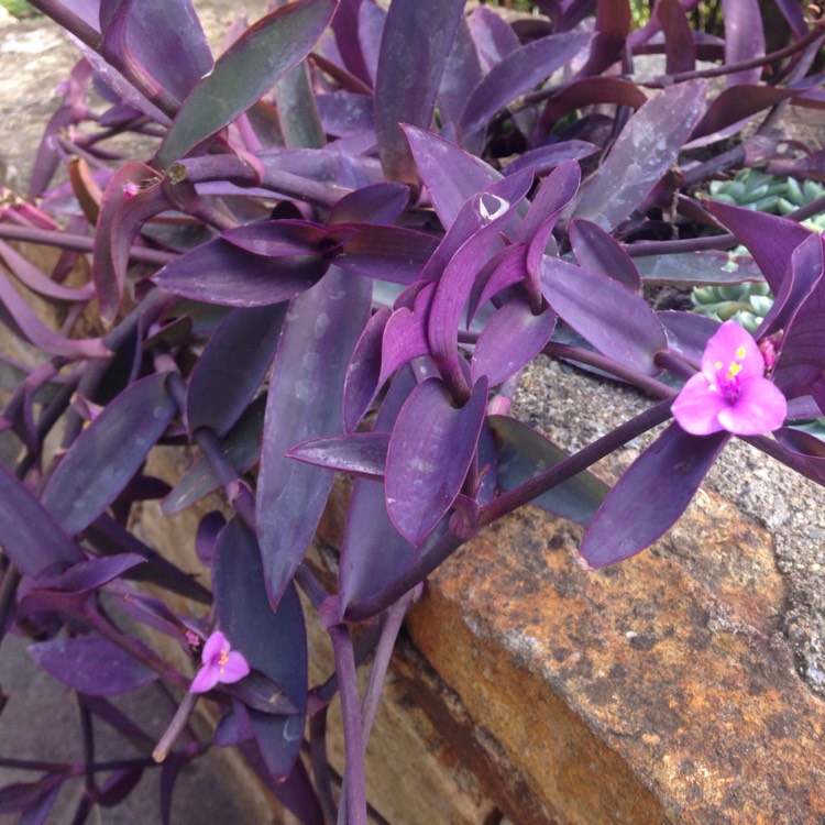 Plant image Tradescantia pallida 'Purpurea' syn. Tradescantia pallida 'Purple Heart'