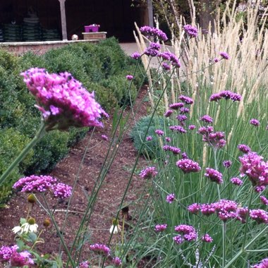 Purple Top Vervain