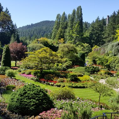 Chris's garden