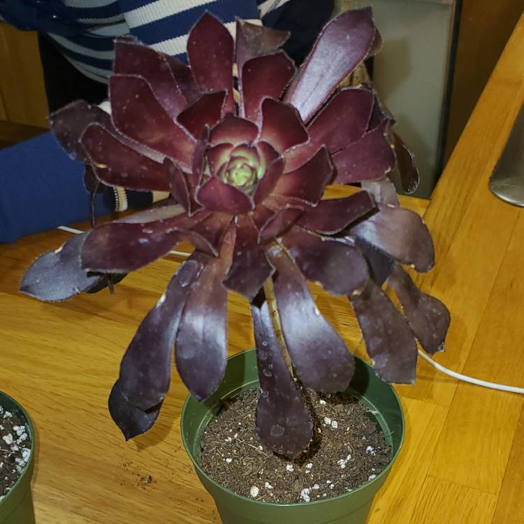 Plant image Aeonium Poldark
