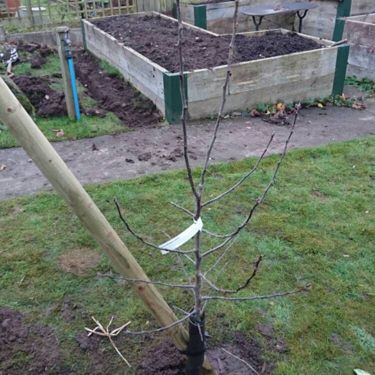 Plant image Malus domestica 'James Grieve'