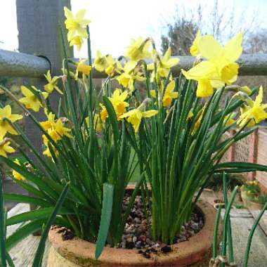 Daffodil 'Tête-à-Tête' (Misc)