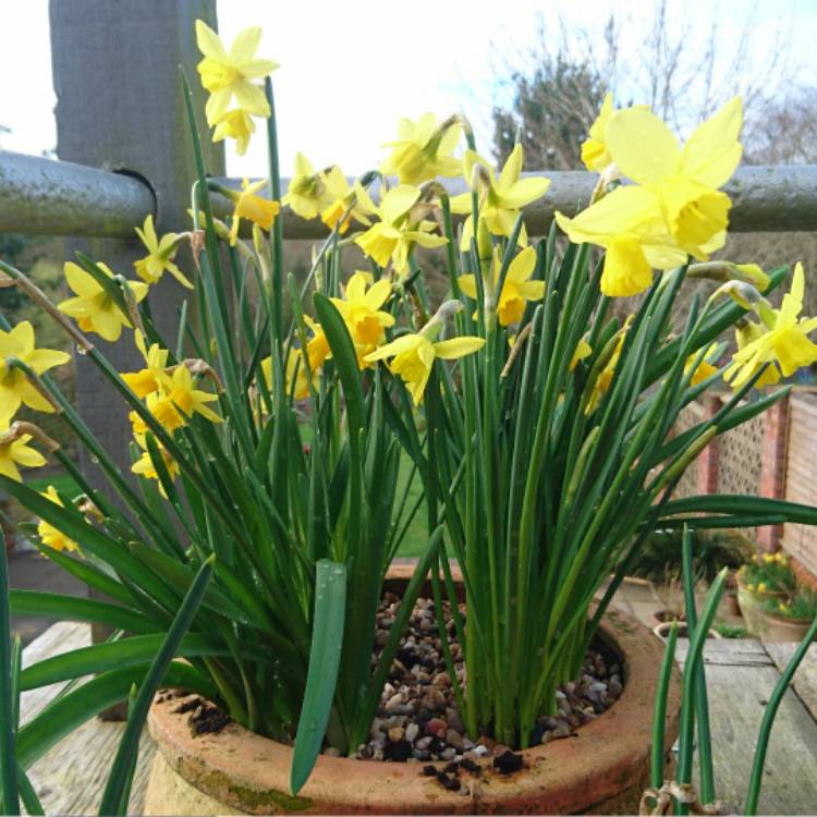 plant image 336481