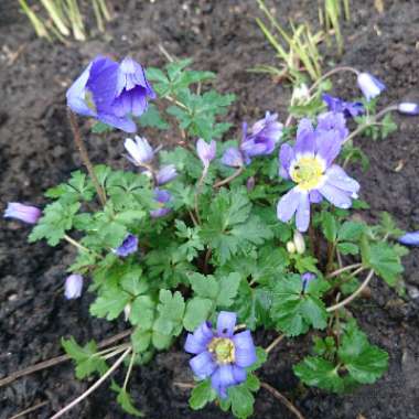 Winter Windflower 'Blue Shades'