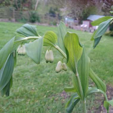 Solomon's seal