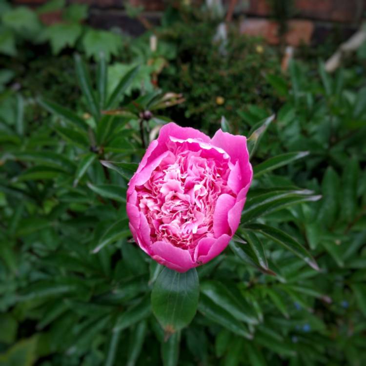Plant image Paeonia lactiflora 'Sorbet'