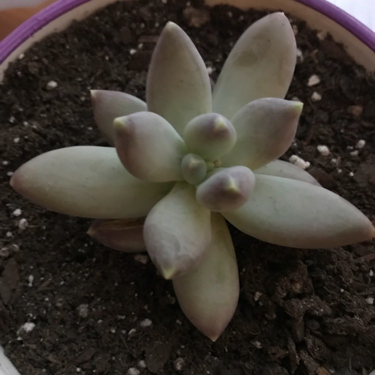 Plant image Pachyphytum Blue Haze