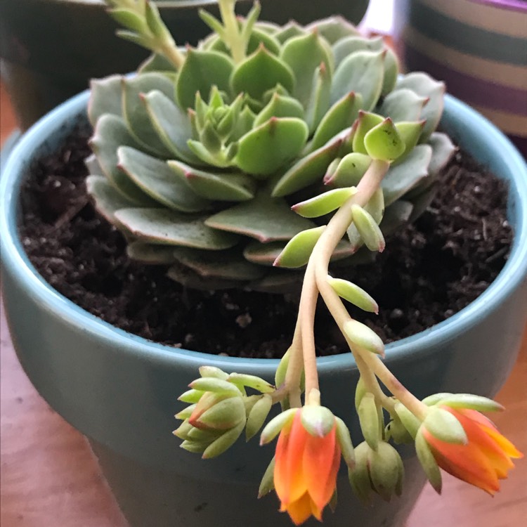 Plant image Echeveria Ramillete