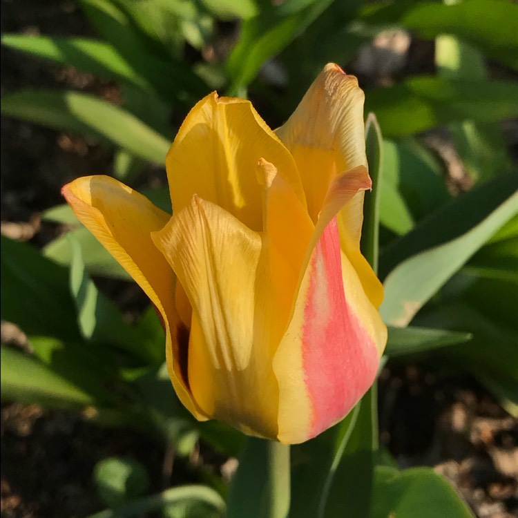plant image 680255