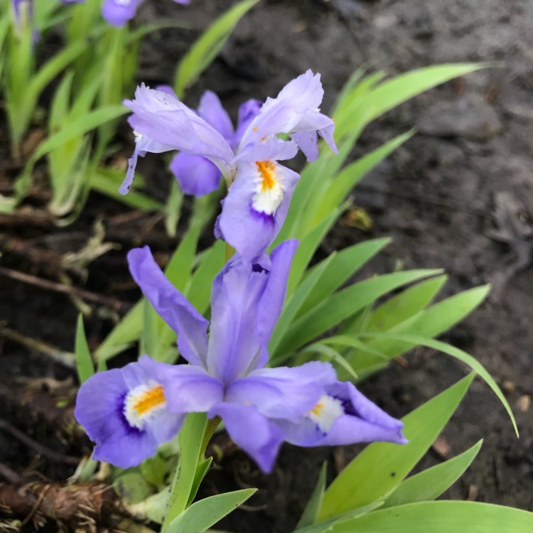 plant image 699994